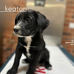Photo of Keaton
