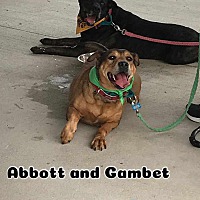 adopt a pet