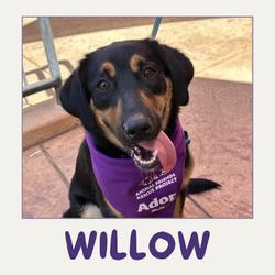 Thumbnail photo of Willow #1