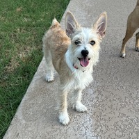 adopt-pet