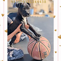 adopt a pet