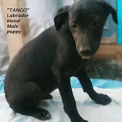 Thumbnail photo of Tango, Mambo and Macarena #1