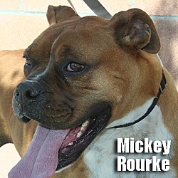 Thumbnail photo of Mickey Rourke #1