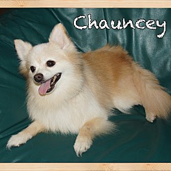 Thumbnail photo of Chauncey #4