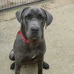 Thumbnail photo of Dovie ~ meet 80 lbs of  me ~ #1