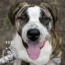 Thumbnail photo of Nova #2