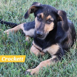 Thumbnail photo of Crockett #1