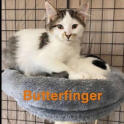 Thumbnail photo of Butterfinger #1