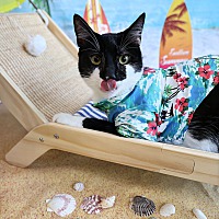 adopt a pet
