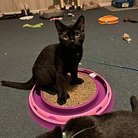 adopt a pet