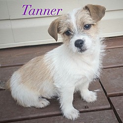 Thumbnail photo of Tanner #1