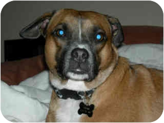 Boxachi (Boxer-Chihuahua Mix)Info, Temperament, Training, Pictures