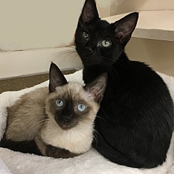 Photo of Kit and Koko - Adopted!!!
