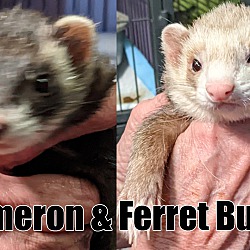 Photo of Ferret Bueller & Cameron