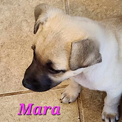 Thumbnail photo of Mara #3