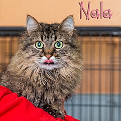 Photo of Nala