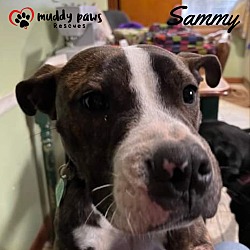 Thumbnail photo of Sammy (Courtesy Post) #2