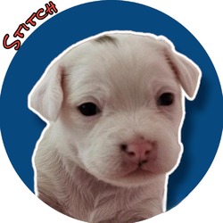 Thumbnail photo of Stitch #2