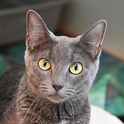 Thumbnail photo of Lady Jennifur Gray (Gray Gray) #1