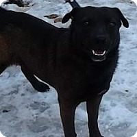 tri state shepherd rescue