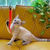 adopt a pet