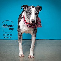 adopt a pet