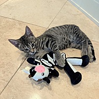 adopt a pet