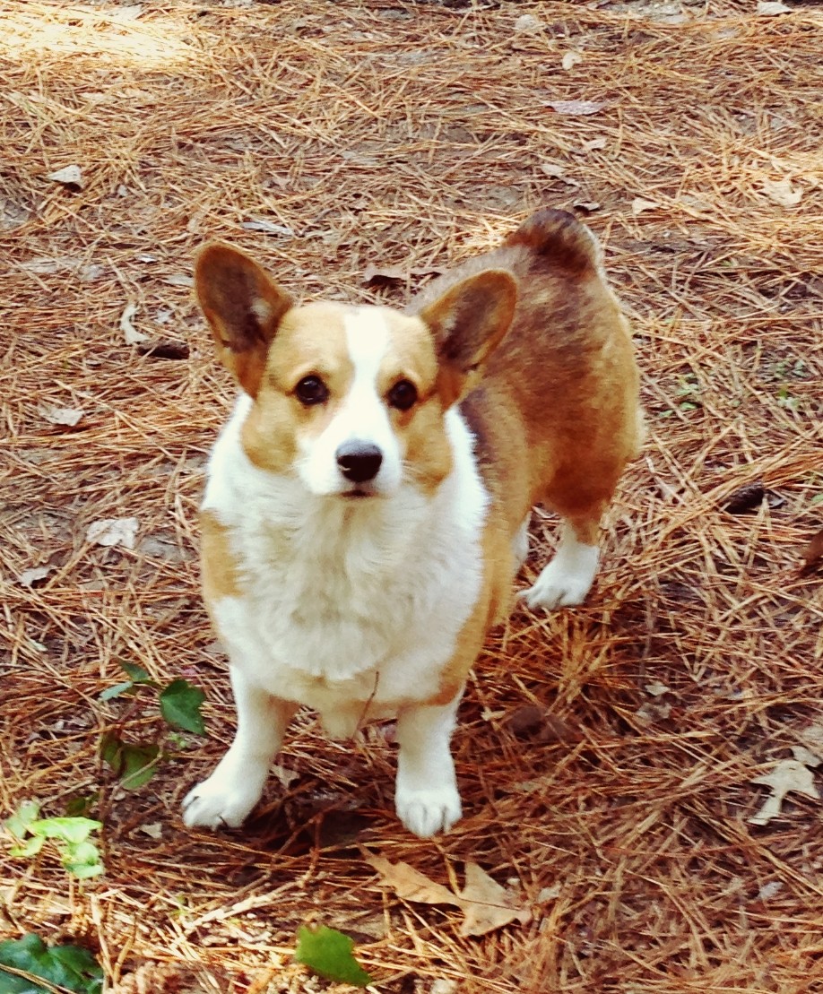 Savannah Ga Corgi Meet Huck Finn A Pet For Adoption Adoptapet Com