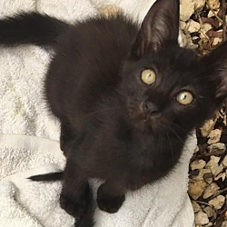 Thumbnail photo of Milo Kitten #2