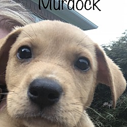 Thumbnail photo of Murdock~adopted! #1