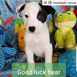 Thumbnail photo of Good Luck Bear #1