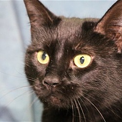 Photo of Ebony