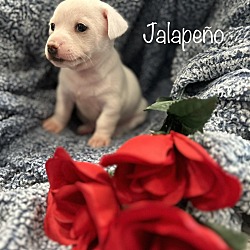 Photo of Jalepeno