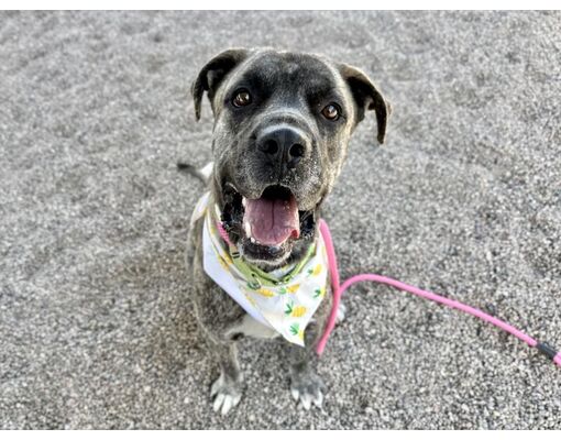 Phoenix, AZ - Mastiff. Meet CLIFFORD a Pet for Adoption - AdoptaPet.com