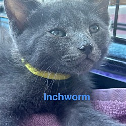 Thumbnail photo of Inchworm #1
