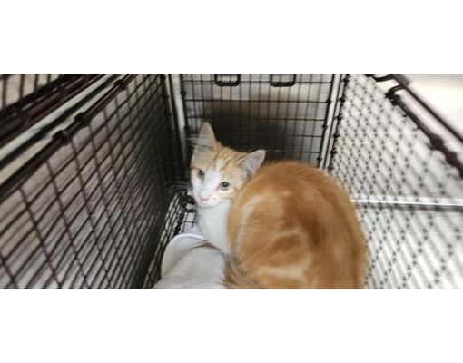 Los Angeles, CA - Domestic Shorthair. Meet MIEL a Pet for Adoption ...