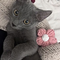adopt a pet