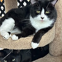 adopt a pet