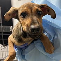 adopt a pet