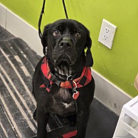 BARNABUS - Labrador Retriever / Terrier (Unknown Type, Medium) available for adoption