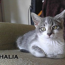 Thumbnail photo of Thalia #1