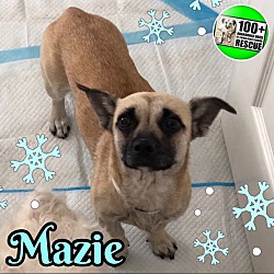 Thumbnail photo of Mazie #3