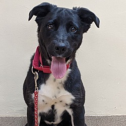 Laramie Animal Shelter in Laramie, Wyoming