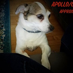 Thumbnail photo of Apollo/DD #4