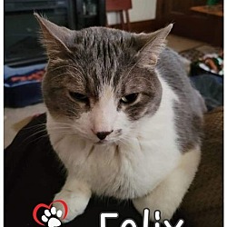 Photo of Felix (Courtesy Post)