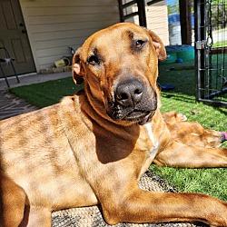 Photo of Waffles
