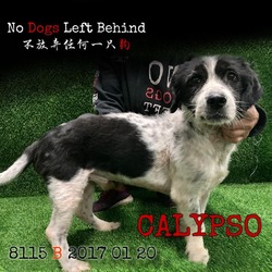Thumbnail photo of Calypso 8115 #1