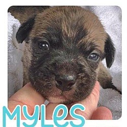 Thumbnail photo of Myles #4