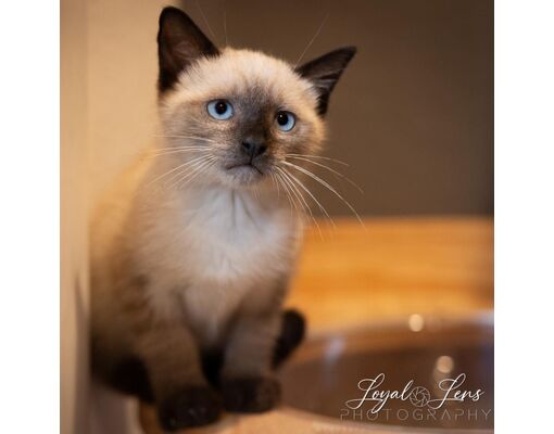 San Antonio, TX - Siamese. Meet Biscoff a Pet for Adoption - AdoptaPet.com