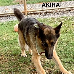 Thumbnail photo of Akira #3